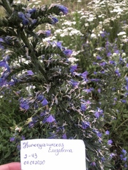 Echium vulgare