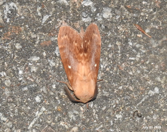 Dendrolimus superans