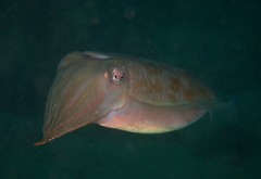Sepia plangon
