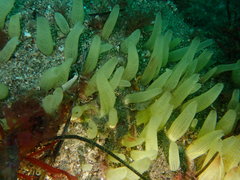 Ciocalypta penicillus