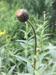 Cirsium serratuloides