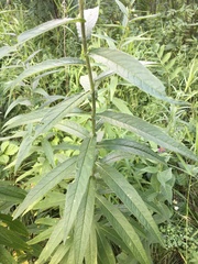Cirsium serratuloides