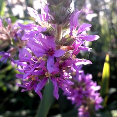 Lythrum salicaria