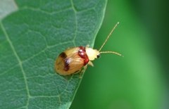 Monolepta bifasciata