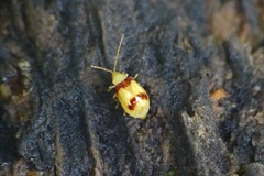 Monolepta bifasciata