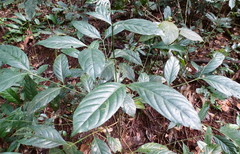 Belonophora coffeoides