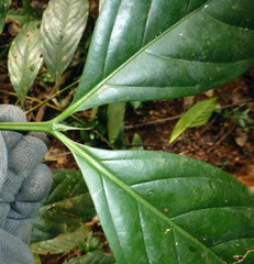 Belonophora coffeoides