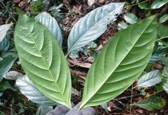 Belonophora coffeoides