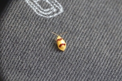 Monolepta bifasciata