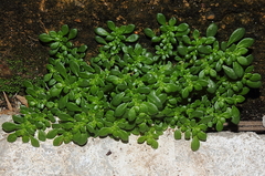 Pilea microphylla