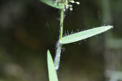 Dichanthelium villosissimum