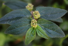 Euphorbia hirta