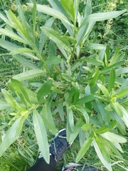 Salix