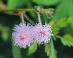 Mimosa pudica