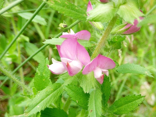 ihlica roľná (Ononis arvensis)