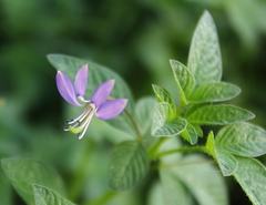 Cleome rutidosperma