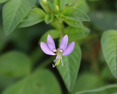 Cleome rutidosperma