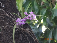 Aerides maculosa