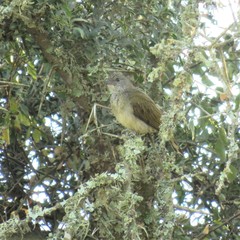 Indicator variegatus