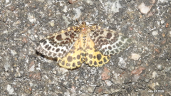 Arichanna melanaria