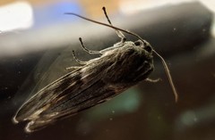 Capusa cuculloides