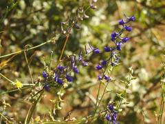 Delphinium peregrinum