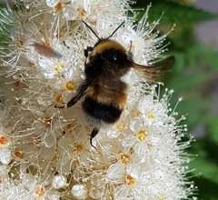 Bombus sporadicus