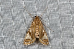 Strepsinoma foveata