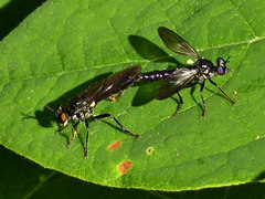 Eudioctria brevis