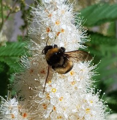 Bombus sporadicus
