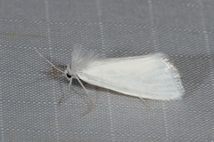 Schoenobiinae