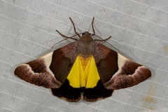 Niceteria macrocosma