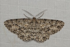 Thallogama pansticta