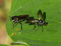 Eudioctria brevis