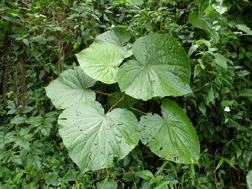 pariparoba