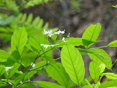 Wrightia tinctoria