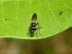 Eudioctria brevis