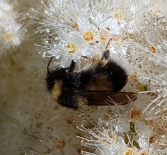 Bombus sporadicus