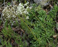 Saxifraga hostii