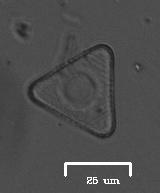 Desmidiaceae