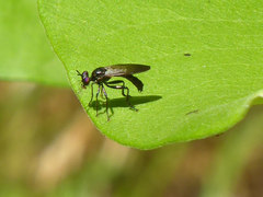 Eudioctria brevis