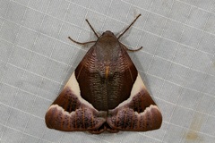 Niceteria macrocosma