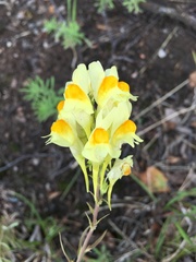 Linaria vulgaris
