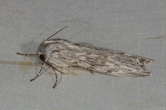 Capusa senilis