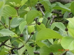 Mitragyna parvifolia