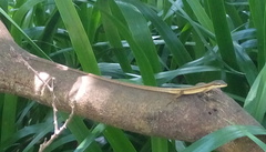 Takydromus formosanus