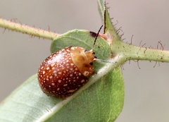 Paropsis ornata