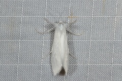 Schoenobiinae