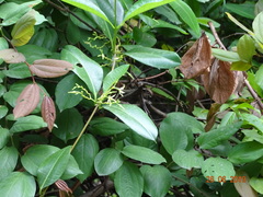 Cryptolepis buchananii
