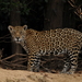 Jaguar - Photo (c) Lucas Leuzinger, some rights reserved (CC BY-NC), uploaded by Lucas Leuzinger